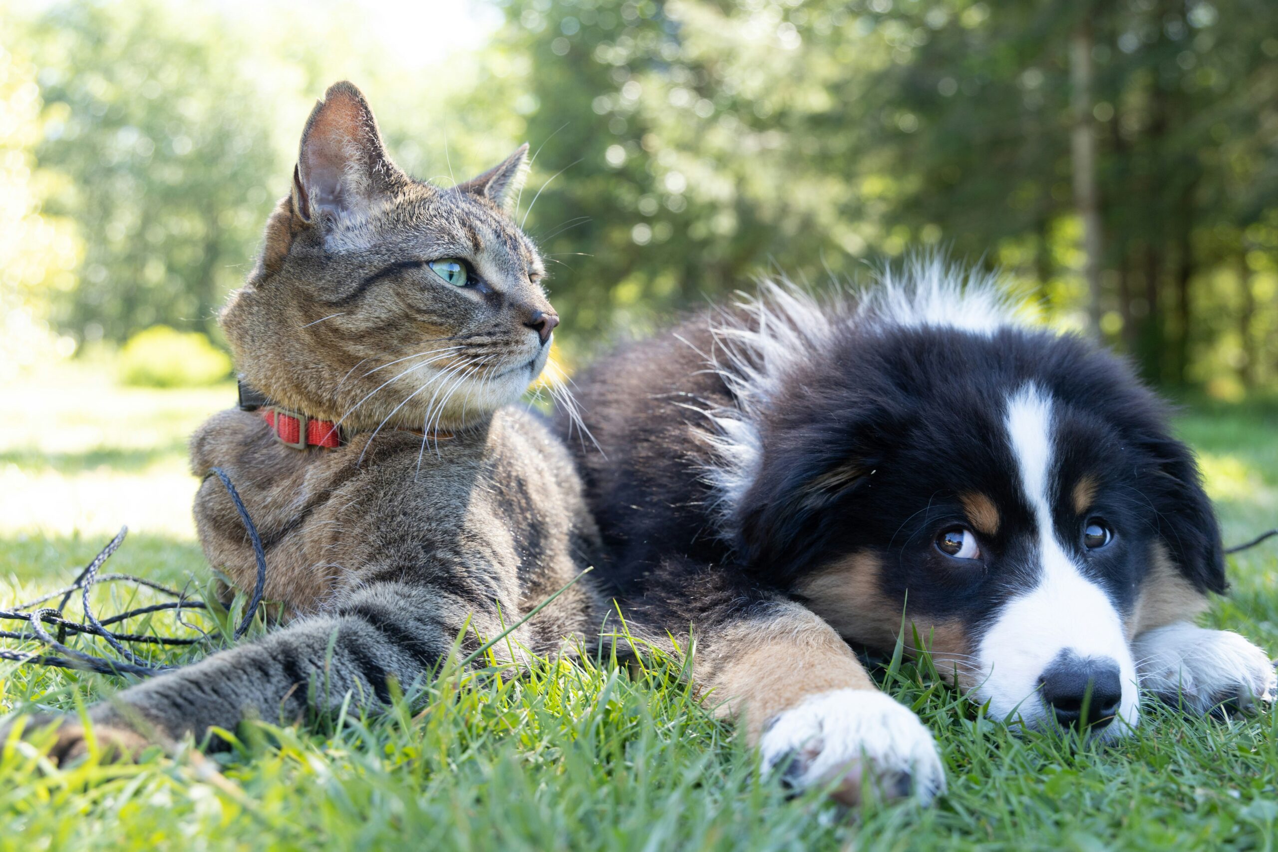 cat and dog in grass