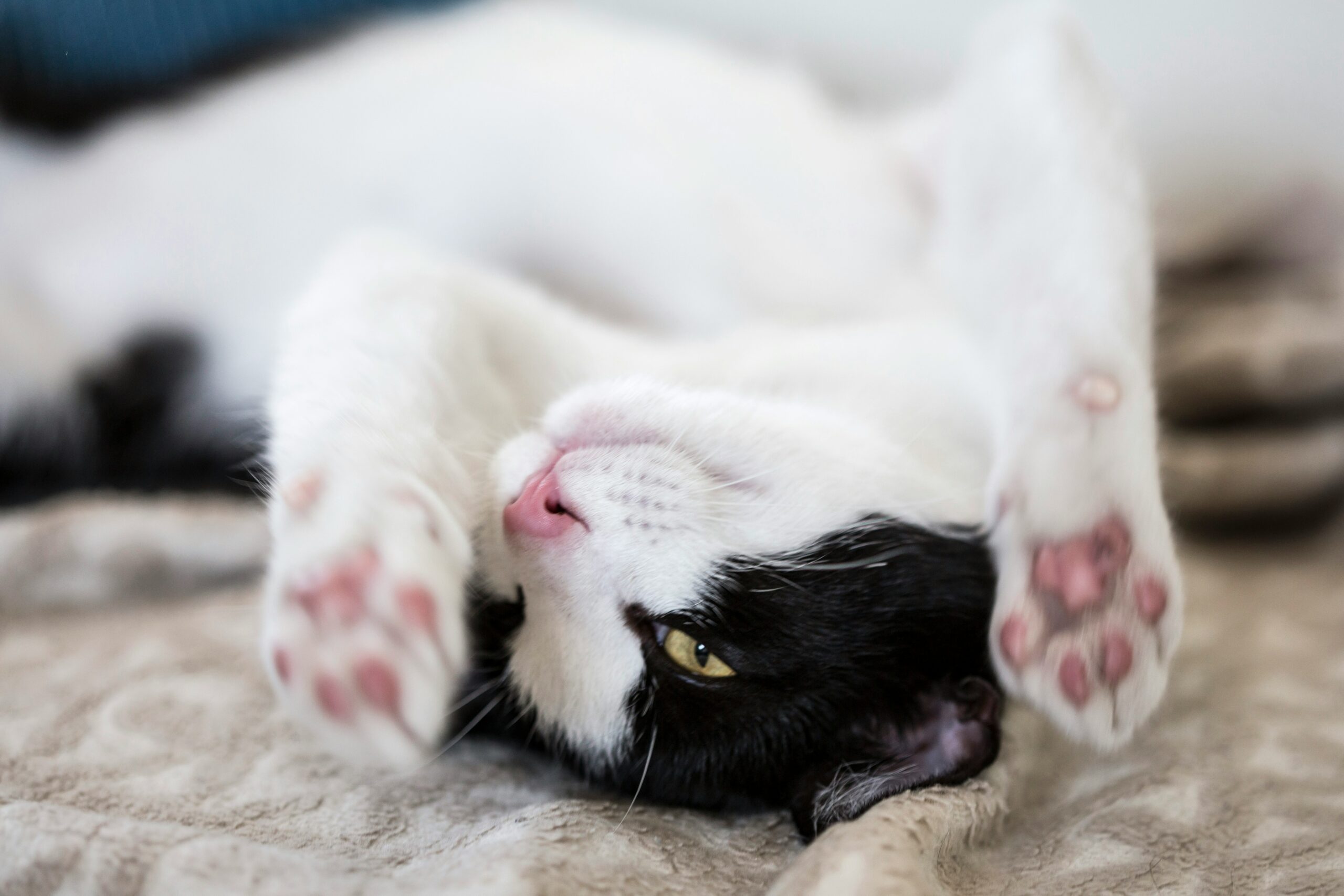 happy cat