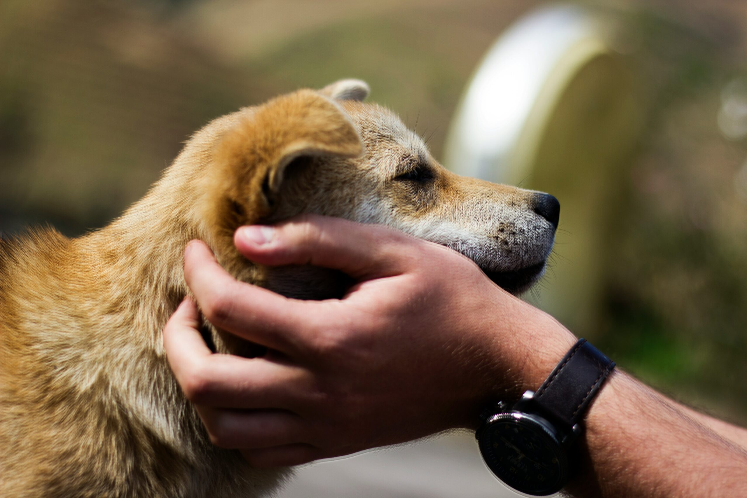 man and dog